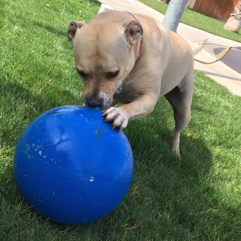Virtually Indestructible Ball for Dogs 10-Inch